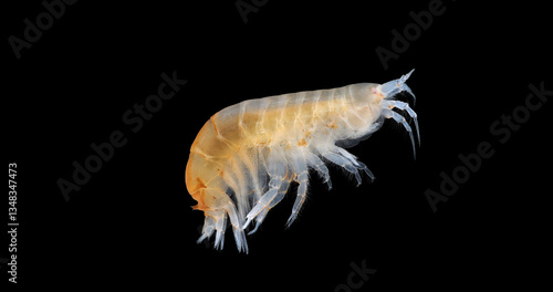 Crustacea Amphipoda under microscope, Superorder Peracarida. Sample found in White Sea