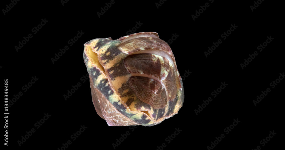 Mollusca Tonicella marmorea under microscope, order Chitonida. In the photo he is curled up into a ball. White Sea Mollusca Tonicella marmorea under microscope, order Chitonida. In the photo he is curled up into a ball. White Sea