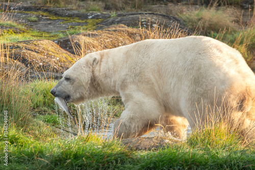 Polar bear catches fish