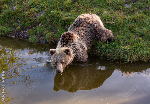 brown bear in water