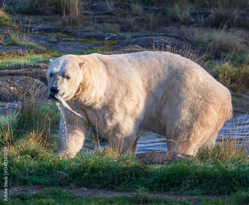 Polar bear catches fish
