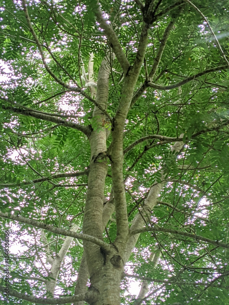 Fototapeta premium view from under a large old tree with lush branches