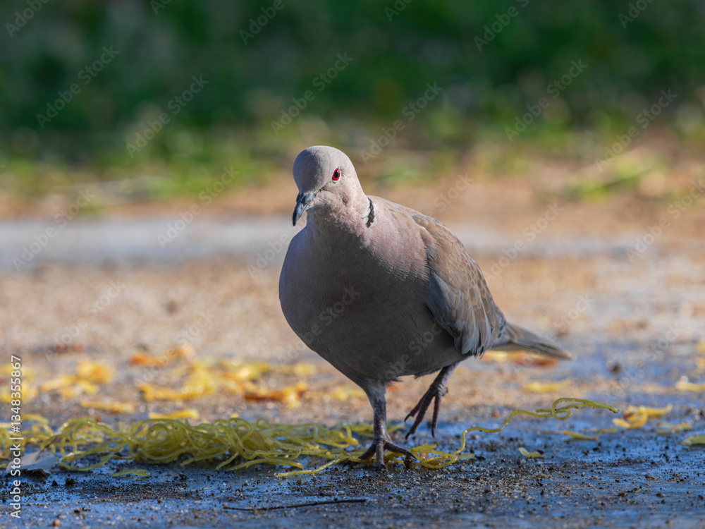 Obraz premium a cute pigeon