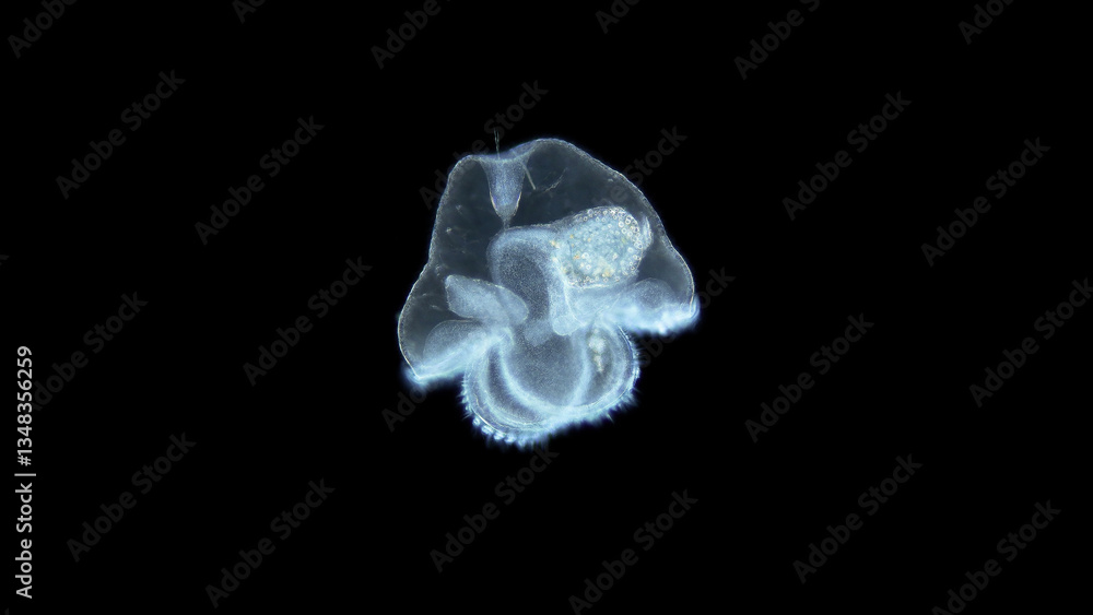 Pilidium larva of worm Heteronemertea under microscope, possibly genus Cerebratulus ssp. With help of cilia, it floats in the water column. White sea Pilidium larva of worm Heteronemertea under microscope, possibly genus Cerebratulus ssp. With help of cilia, it floats in the water column. White sea