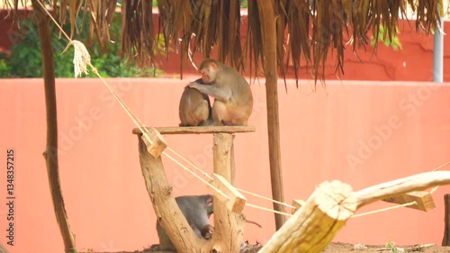 A monkey is sitting on a table and looking at another monkey's ticks.There is another monkey and a little monkey under the table.