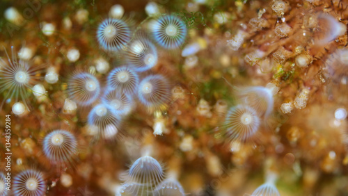 Colony of Bryozoa Flustrellidra hispida under a microscope, family Flustrellidridae. They feed on suspended particles in the water. White Sea.