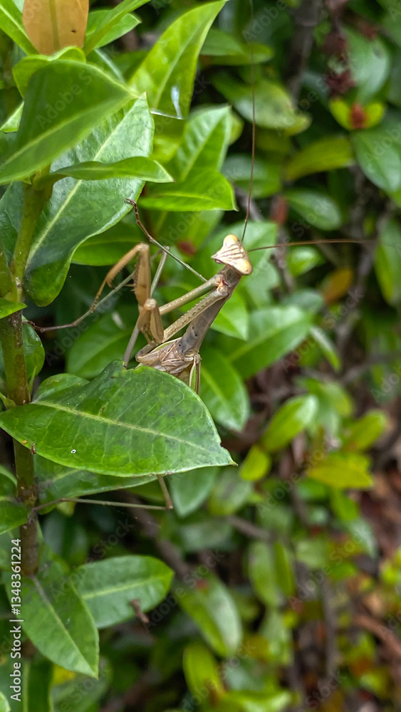Adult brown mantis is perched and hiding on plants leaf. Adult brown mantis is perched and hiding on plants leaf.