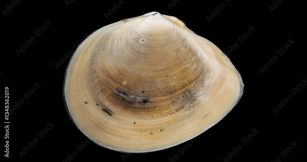 Shell mollusca Macoma balthica close up, order Cardiida. Bivalvia. White Sea Shell mollusca Macoma balthica close up, order Cardiida. Bivalvia. White Sea