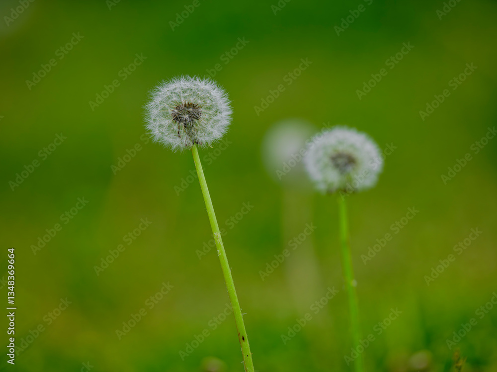 dandelion on green grass dandelion on green grass