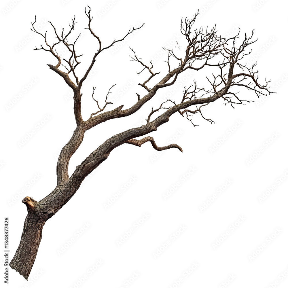 Fototapeta premium tree branch isolated on white background