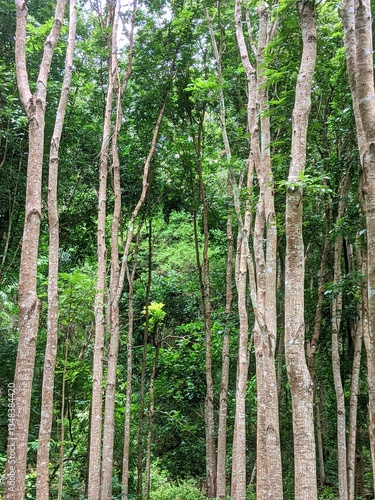 view of tropical hardwood forest