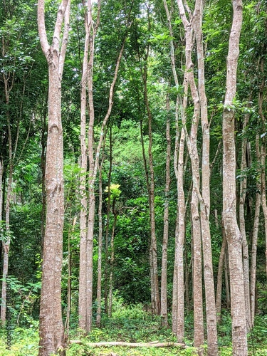 view of tropical hardwood forest
