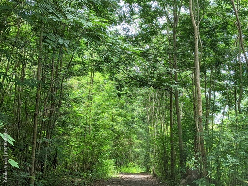 view of tropical hardwood forest