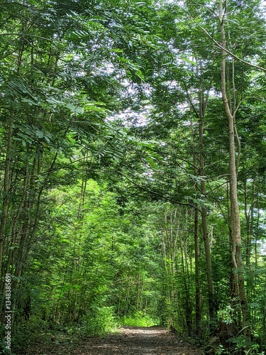 view of tropical hardwood forest