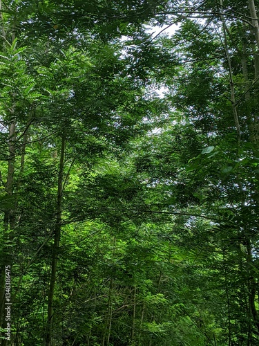 view of tropical hardwood forest