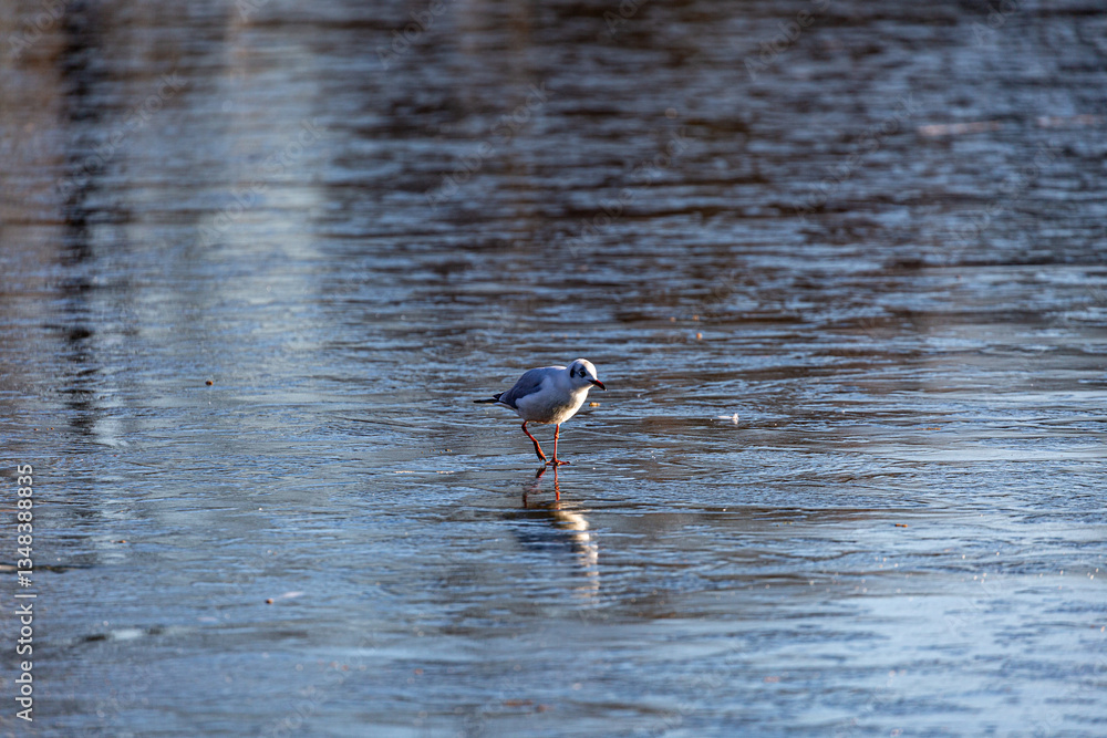 Seagull stay on frozen lake