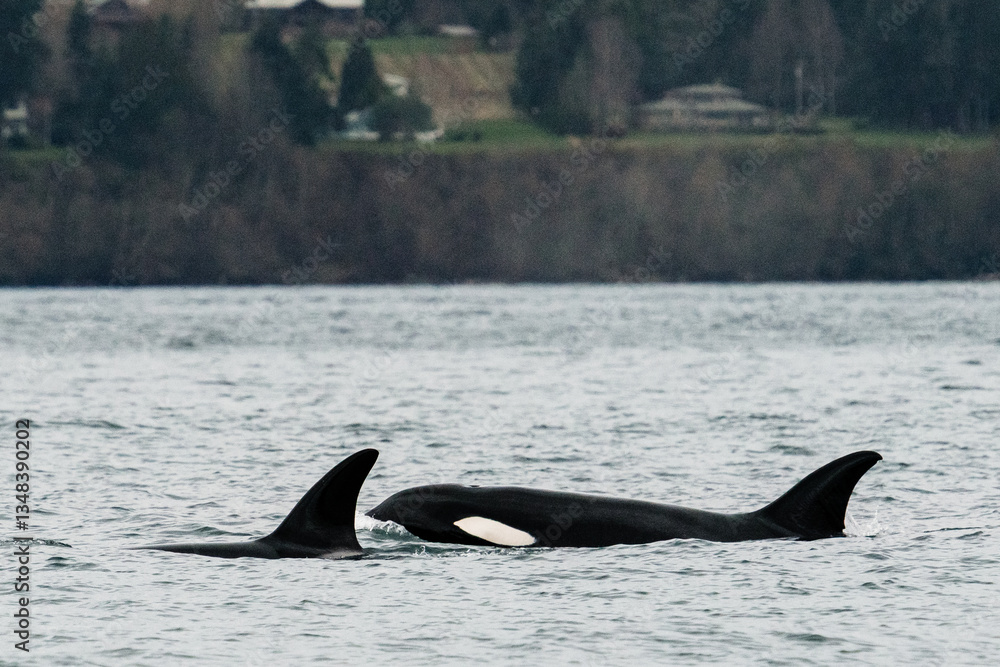 Fototapeta premium Side view of an adult female orca in the Salish Sea