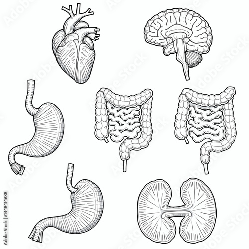 This vector illustration showcases a selection of human internal organs, including the heart, brain, stomach, intestines, and kidneys, displayed against a plain backdrop.
