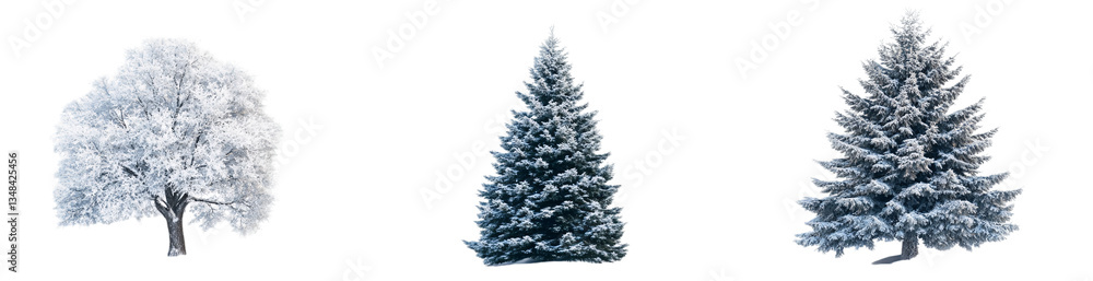 Four different pine trees covered in snow, isolated on a transparent background PNG Four different pine trees covered in snow, isolated on a transparent background PNG