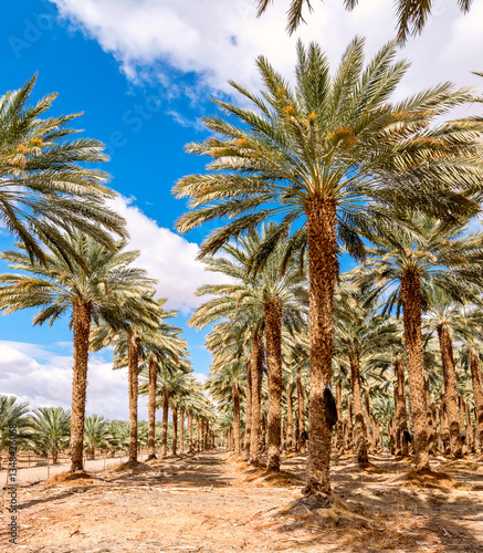 Agriculture of date palms is ancient and sustainable way to diversify income ...