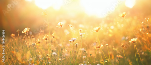 Golden Sunlight Illuminates Wildflower Field In Summer Landscape With Lush Green Grass And Meadow