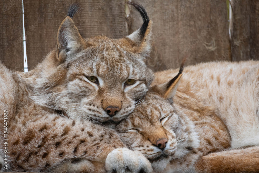 Obraz premium Eurasian lynx (lynx lynx) resting in enclosure on a sunny day.