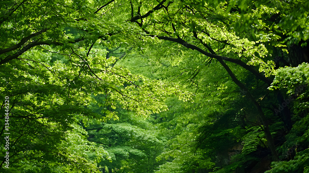 Lush Green Foliage Forming An Arched Canopy With Sunlight Filtering Through the Leaves and Branches Lush Green Foliage Forming An Arched Canopy With Sunlight Filtering Through the Leaves and Branches