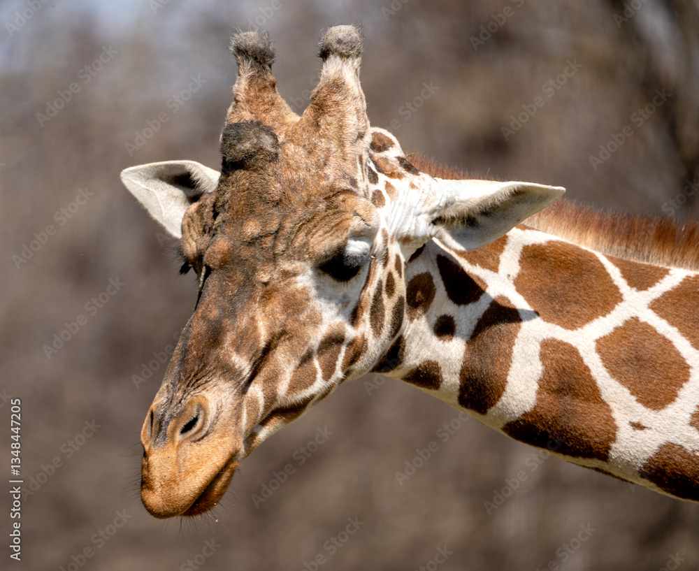 Naklejka premium Graceful Gaze – Close-Up Giraffe Portrait in the Zoo