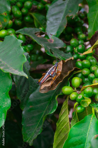 Chapulín cafetalero