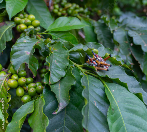 Pareja de chapulines 