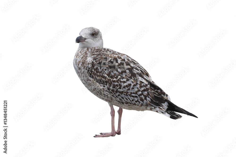 Fototapeta premium White gull Larus michahellis fuscus isolated on white background