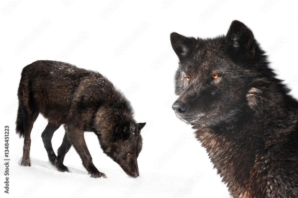 Naklejka premium canadian wolf isolated on white background