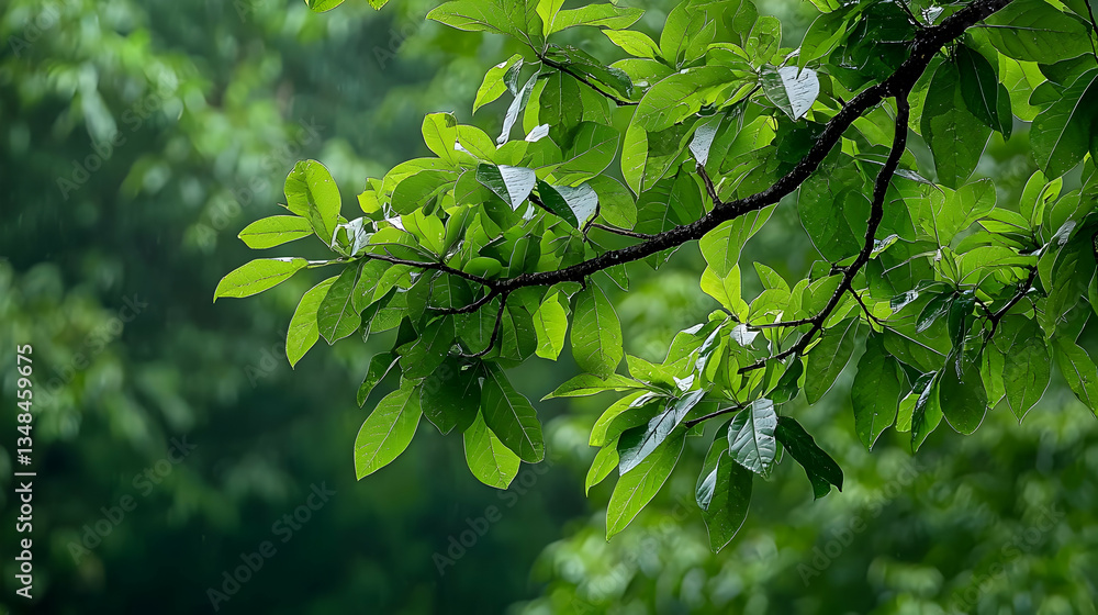 Close Up Of Fresh Green Leaves On A Branch With Raindrops In Soft Focus Close Up Of Fresh Green Leaves On A Branch With Raindrops In Soft Focus