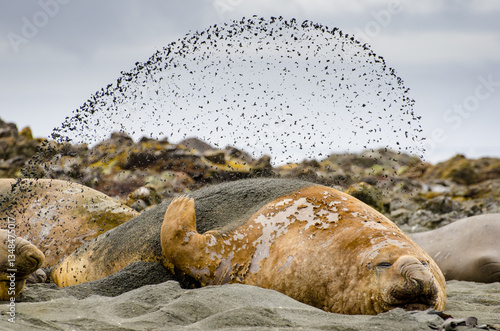 Moulting elephant seal covering itself with sand