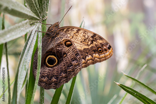 butterfly on green grass