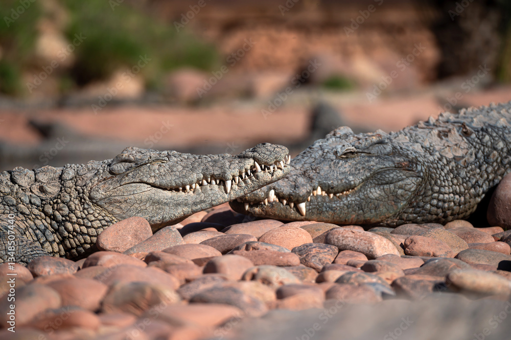 Fototapeta premium Two crocodiles resting on smooth rocks under the sun in Morocco's natural habitat