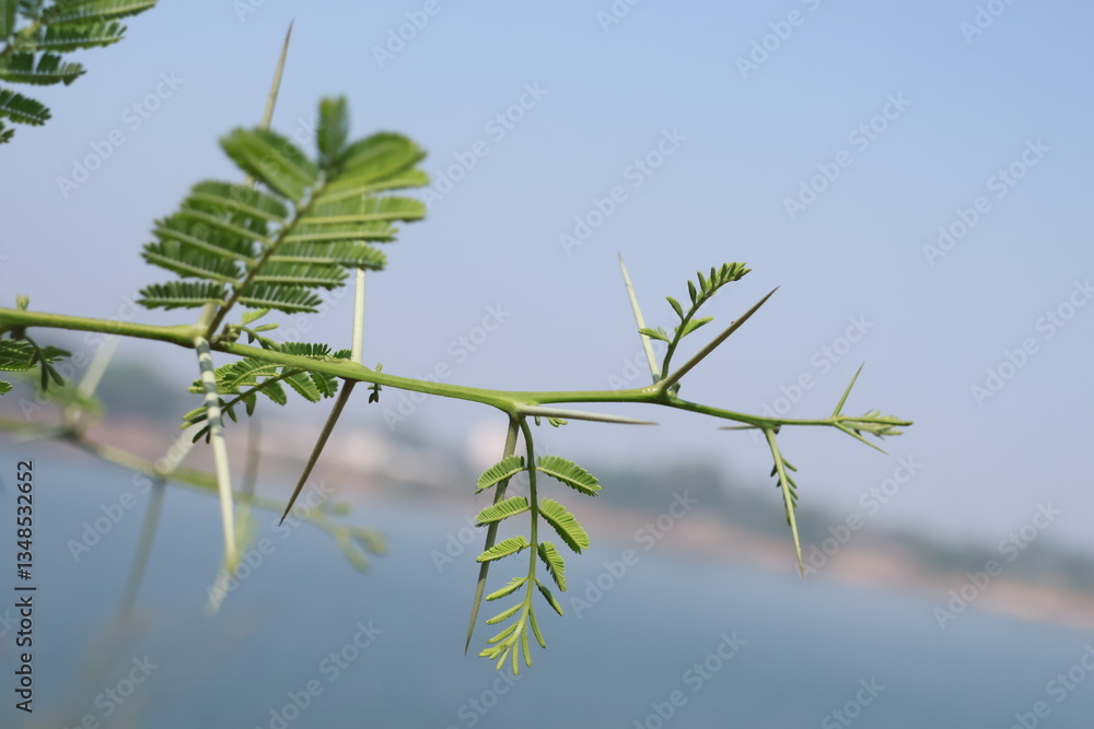 Acacia Cornigera – Thorny Bullhorn Acacia with Sharp Spines in Nature Acacia Cornigera – Thorny Bullhorn Acacia with Sharp Spines in Nature