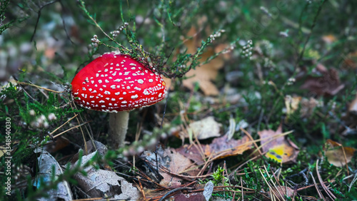 Muchomor czerwony rosnący w lesie. Grzyb trujący. Czerwony grzyb z białymi plamkami. Czerwony kapelusz.