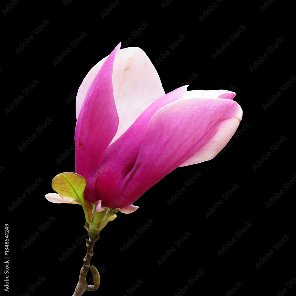 Fototapeta premium Pink magnolia blossoms in full bloom against black background, Ideal for website backgrounds, greeting cards, nature blogs. Saucer magnolia flower.