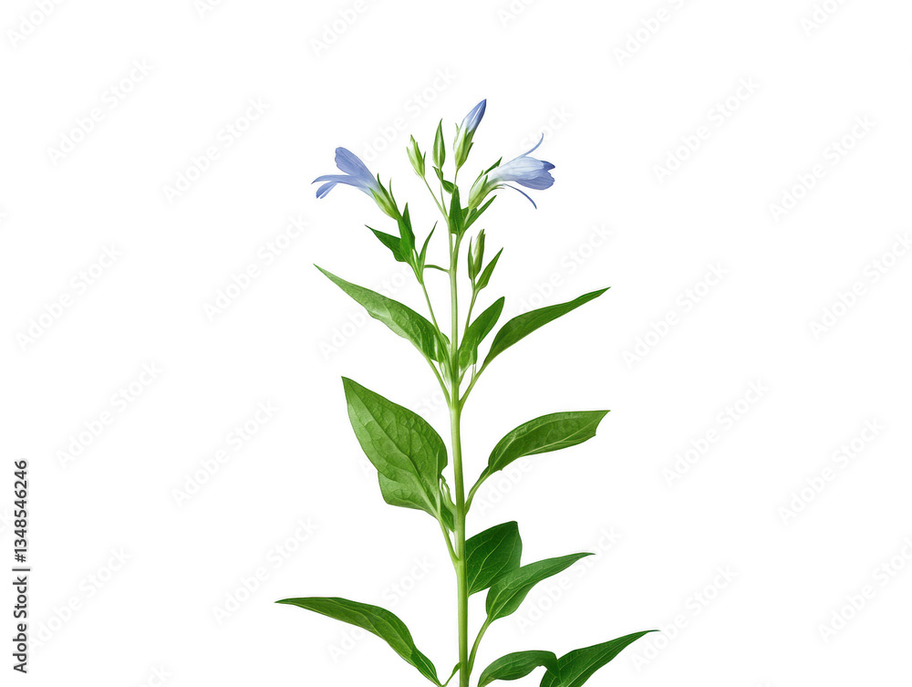 Fototapeta premium A single flower with two other flowers growing from it. The flower is blue and the other two are white