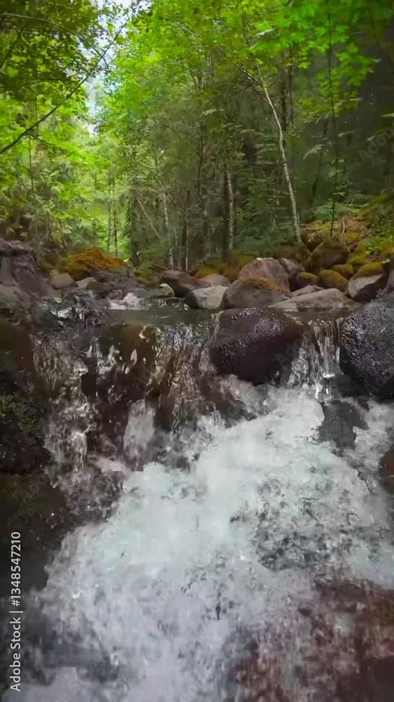 stream in the forest stream in the forest