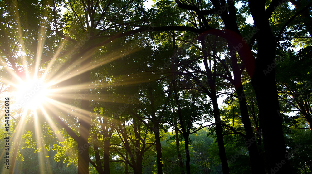 Obraz premium Sunlight Through the Trees: A Forest Scene Emphasizing the Beauty of Preservation – Generative AI