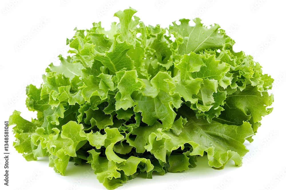 Trocadero Lettuce Salad Head Isolated White White Butterhead Variety Green Leafy Vegetable Trocadero Lettuce Salad Head Isolated White White Butterhead Variety Green Leafy Vegetable