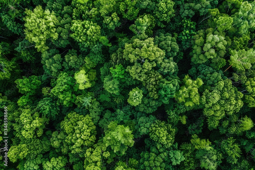 Aerial top view of green trees in forest. Green tree nature background for carbon neutrality and net zero emissions concept. Drone view of green tree captures CO2 to Sustainable green environment. MZ Aerial top view of green trees in forest. Green tree nature background for carbon neutrality and net zero emissions concept. Drone view of green tree captures CO2 to Sustainable green environment. MZ
