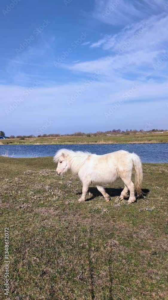 White Horses pony Grazing in a Green Meadow by the River Clare, Galway, Ireland, Farm Animals in Scenic Wildlife Landscape White Horses pony Grazing in a Green Meadow by the River Clare, Galway, Ireland, Farm Animals in Scenic Wildlife Landscape
