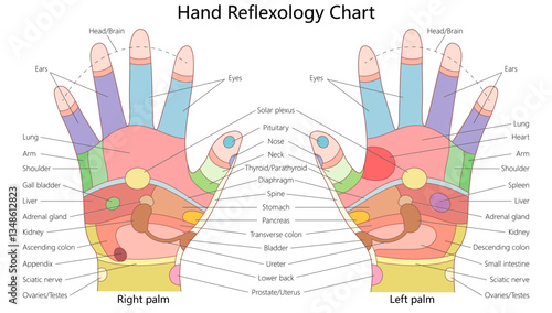 hand reflexology chart illustrating pressure points linked to different organs, including the heart, lungs, liver, stomach, spine, and nervous system diagram hand drawn vector illustration.