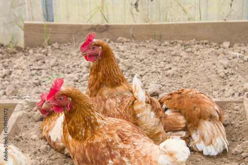 brown domestic hens sitting in the ground and cleaning their feathers
