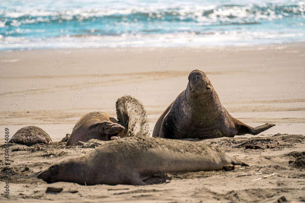 Fototapeta premium Elephant seals at Drakes Beach, California