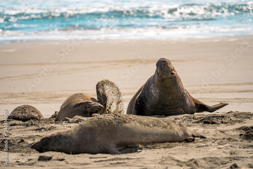 Elephant seals at Drakes Beach, California