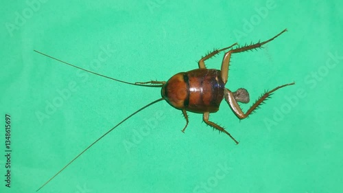 Half-Body Close-Up of a Cockroach on a Green Screen Background for Editing and Compositing